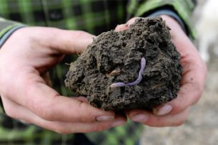 蚯蚓粪为什么被叫作有机肥之王，它是什么？