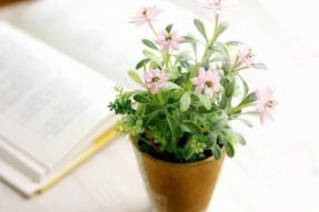 园艺日记 – 让室内变成户外感受最好的植物有那些？