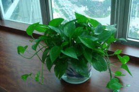 盘点三种又好养又能改善室内空气的植物