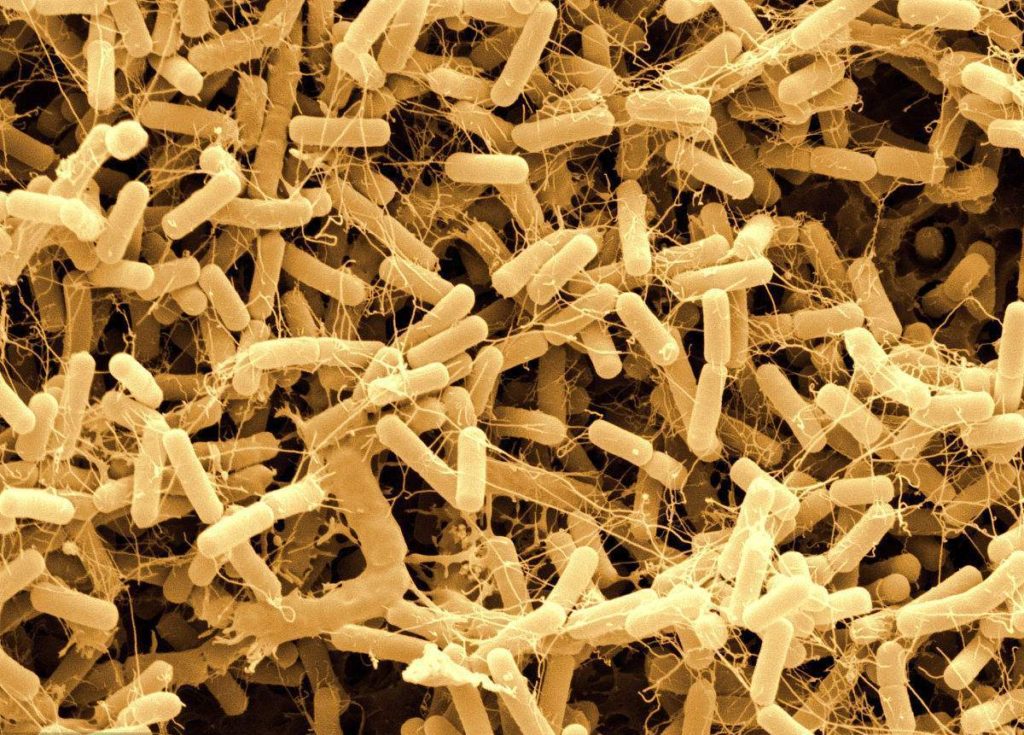 细菌_土壤中的杆状细菌