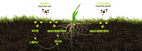有机肥料和化肥之间的区别
