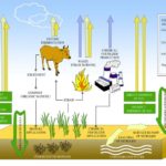 有机农田可将温室气体净排放逆转为净固定