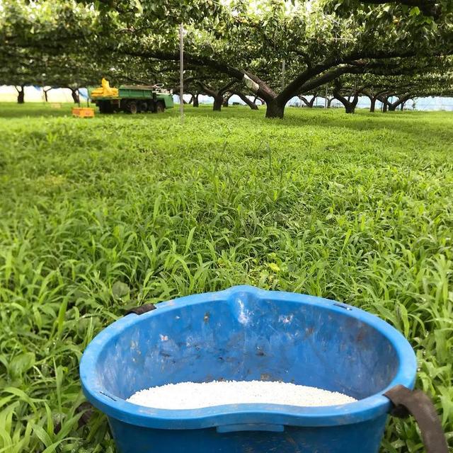 日本果园的施肥方案