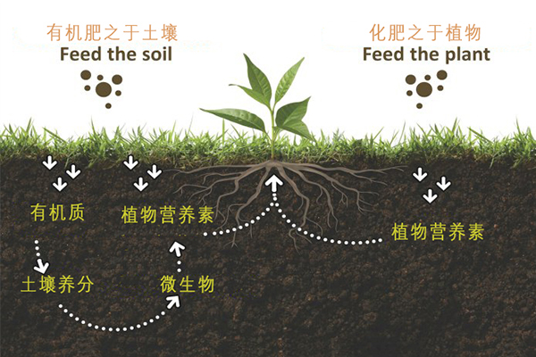为什么使用有机肥_有机肥使用_有机肥化肥