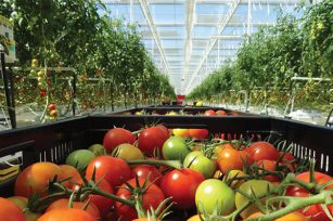 为什么用有机肥有的西红柿不生长？