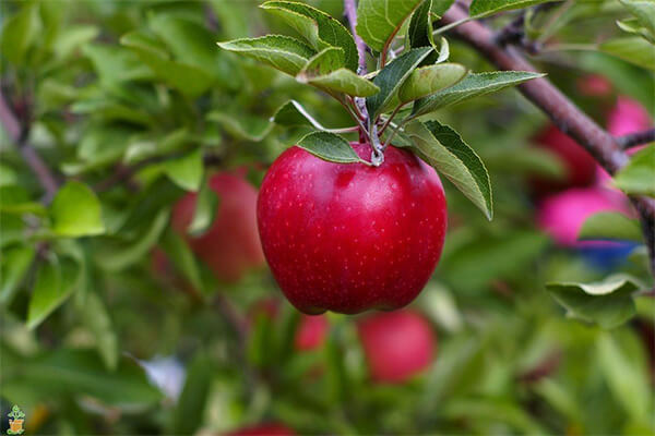 苹果树有机肥_有机肥